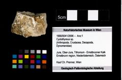 Foto (Objekt + Etikett) von Cyclothyreus sp.  (NHMW-GEO-1990-0041-2696)